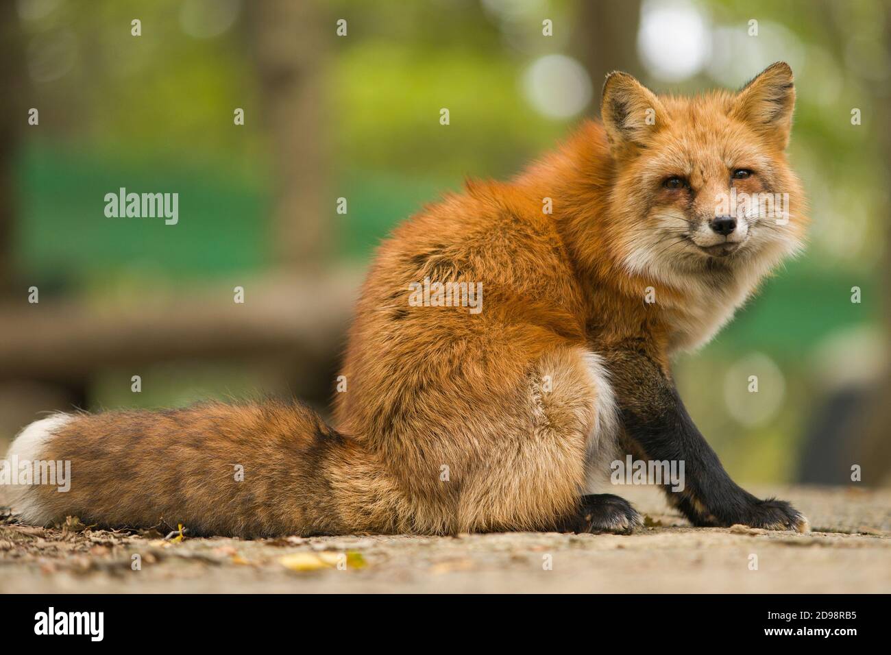 Renard Roux Japonais A Fox Village Photo Stock Alamy