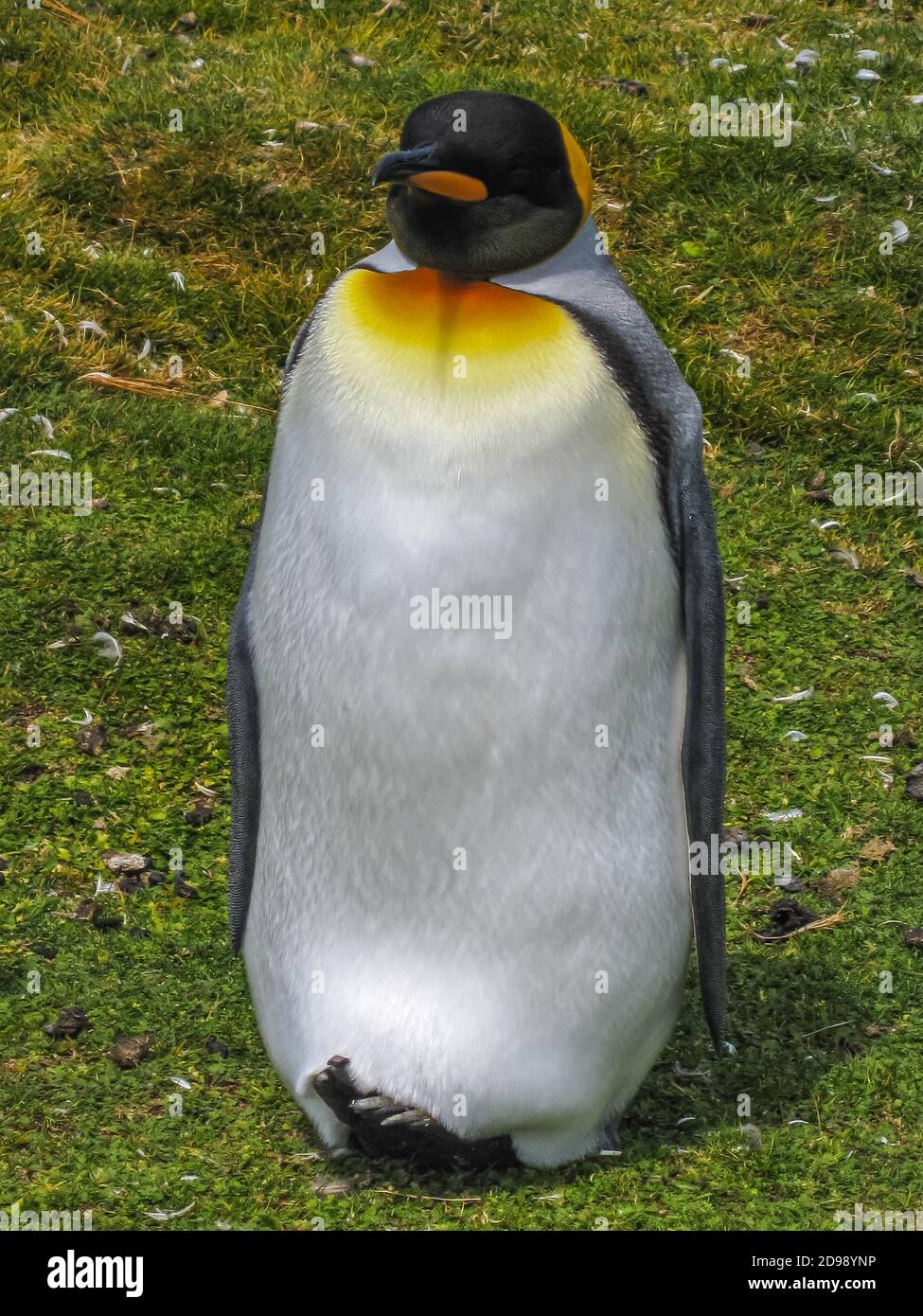 Volunteer Beach, Falkland Islands, Royaume-Uni - 15 décembre 2008 : portrait frontal plein format de King Penguin à la colonie tout en restant debout sur le groun vert Banque D'Images