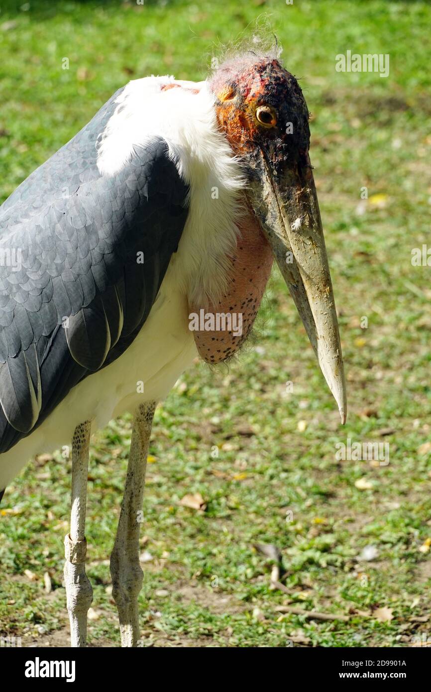 Marabou cigogne, Marabu, Marabout d'Afrique, Leptoptilos crumeniferus, afrikai marabu Banque D'Images