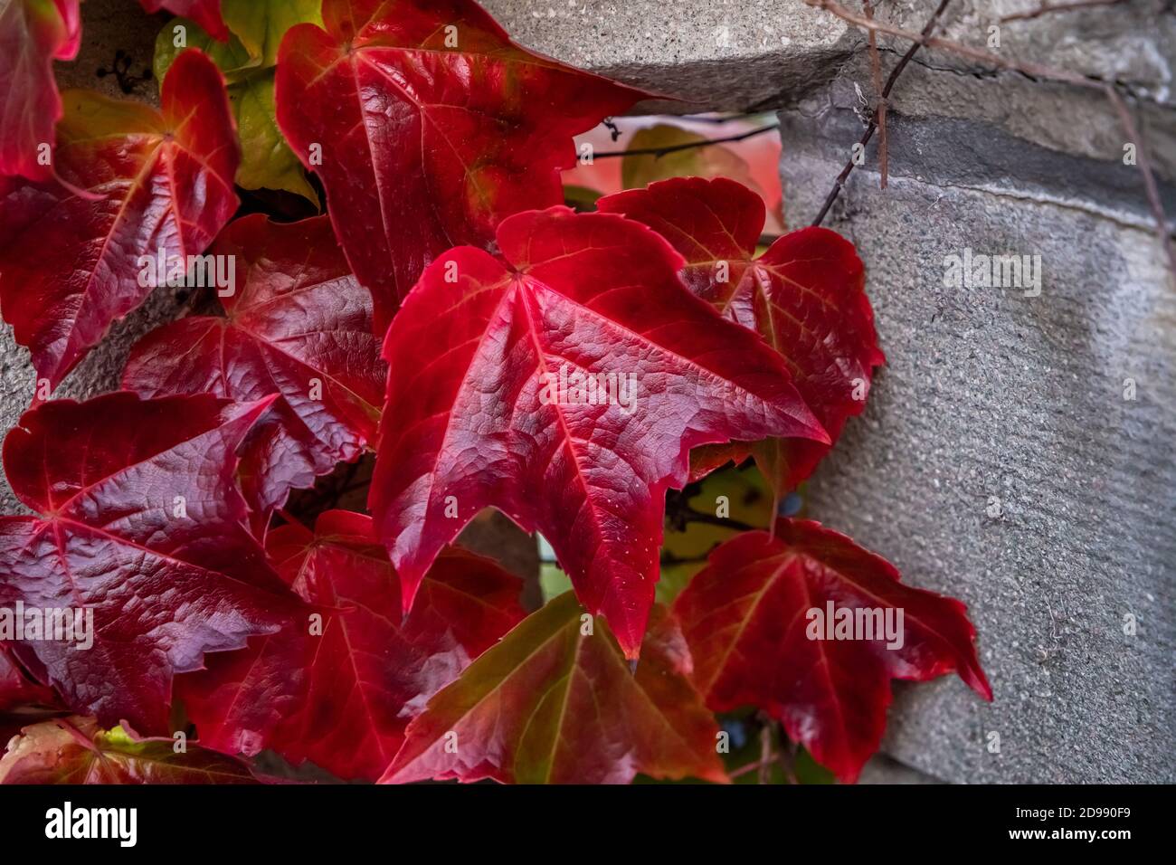 Rouge sur les feuilles d'automne en béton Banque D'Images