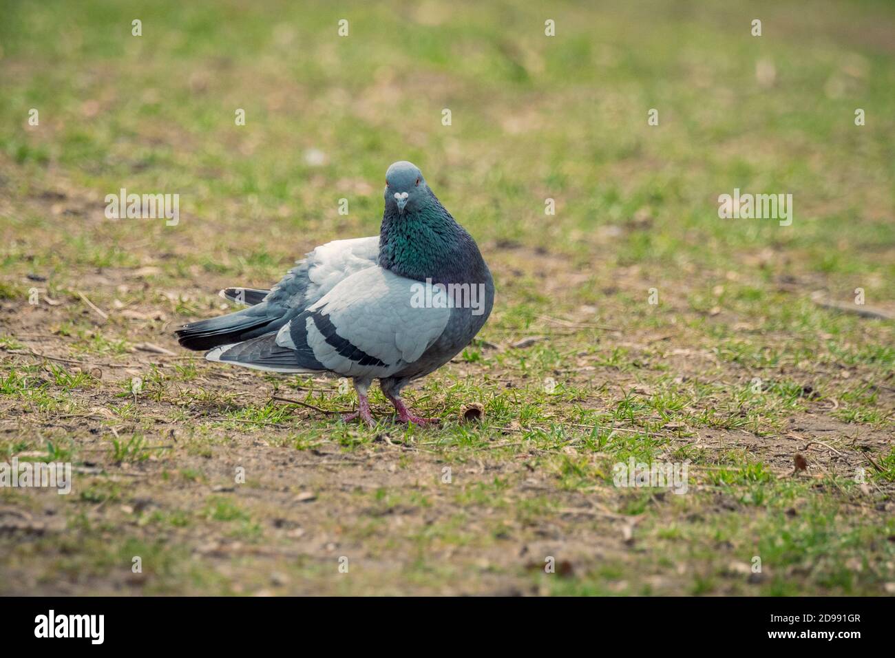 Pigeon domestique, Columba livia domestica, à Washington Square Park, Greenwich Village, New York City, États-Unis Banque D'Images
