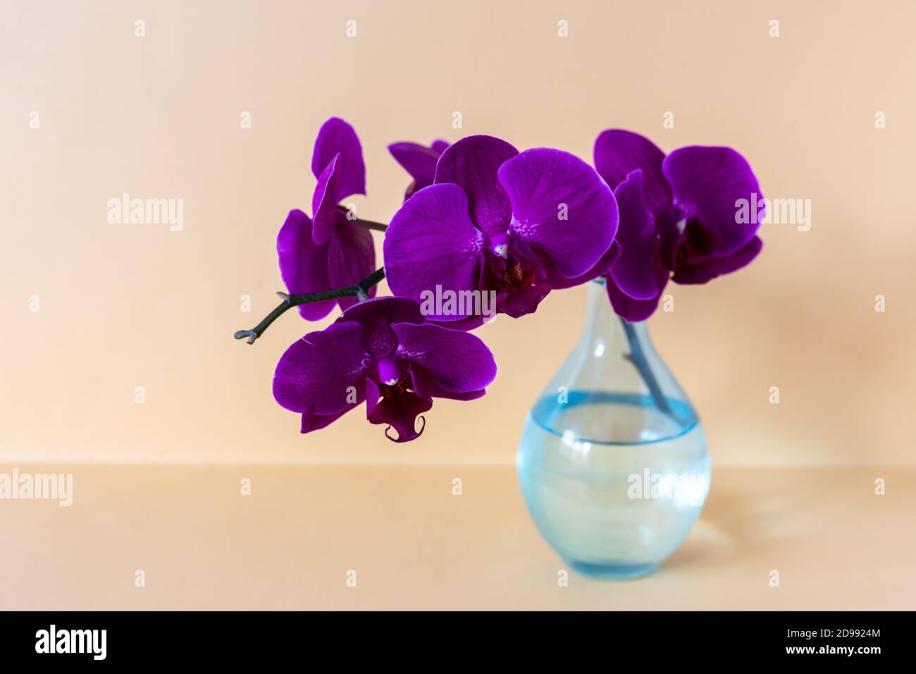 Branche d'orchidée dans un vase en verre sur fond de vase Banque D'Images