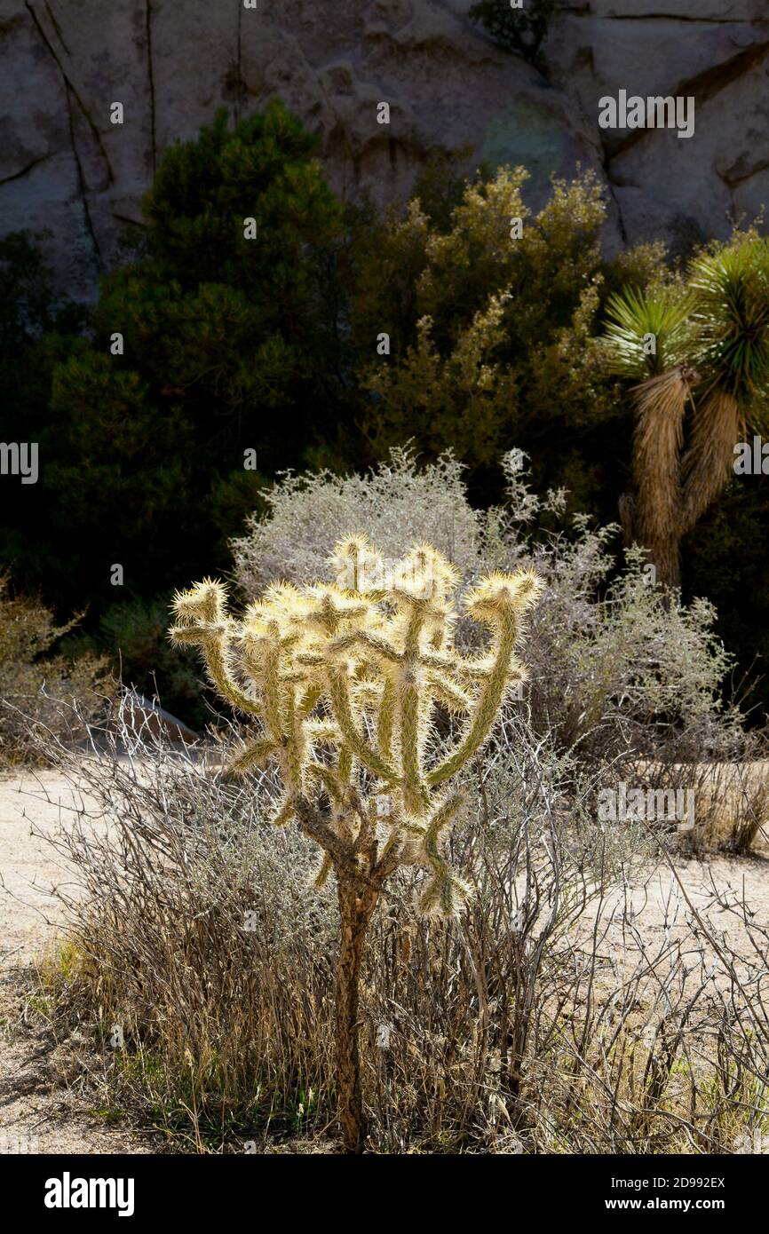 Cactus dans le parc national de Joshua Tree, à pied de la Hidden Valley Trail. Mars 2012. Banque D'Images