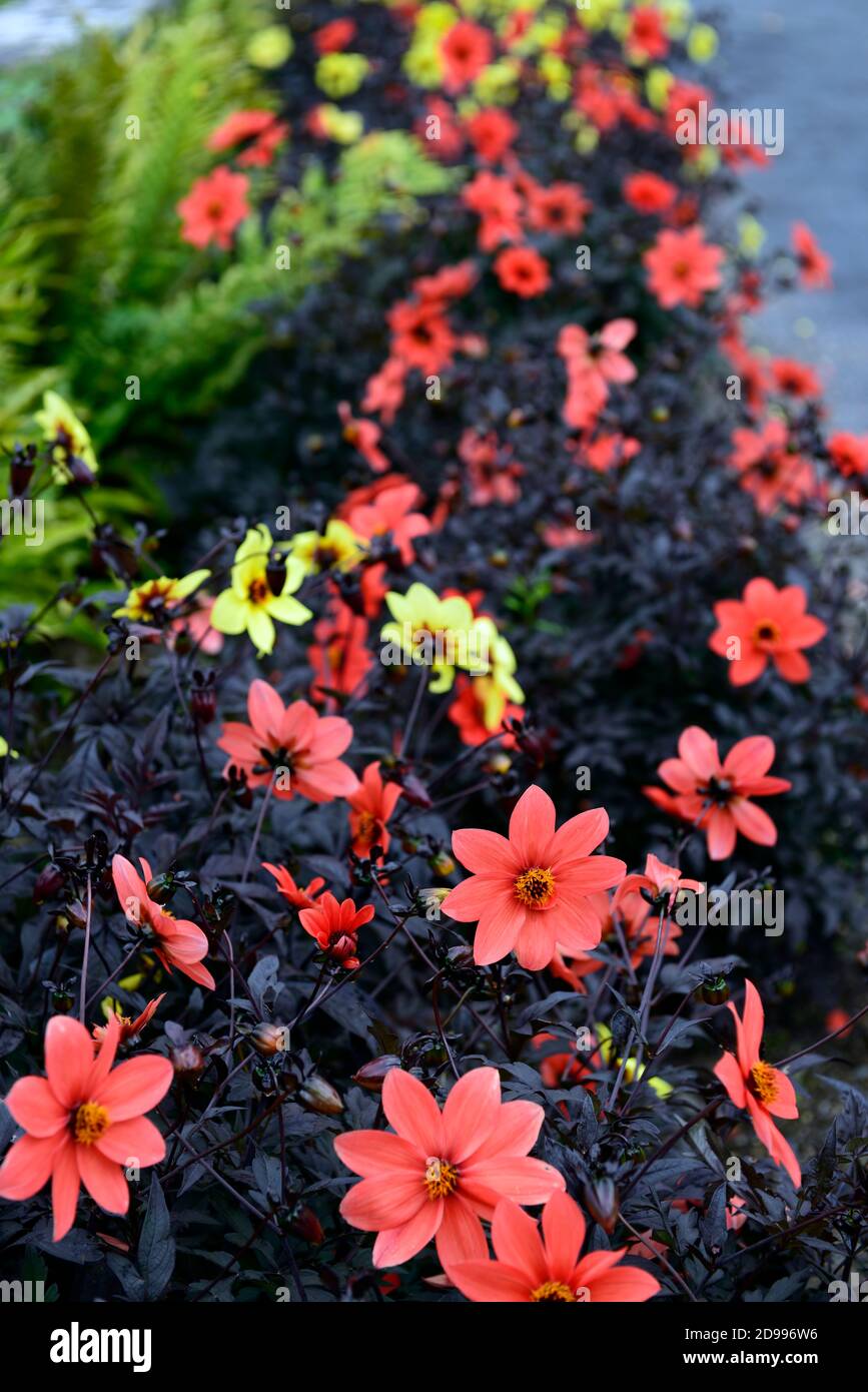 Dahlia Mystic Enchantment, rouge,simple,literie dahlias,Dahlia Mystic illusion,jaune,literie, fleur,fleurs,floraison,RM Floral Banque D'Images