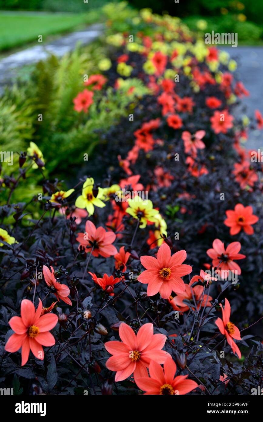 Dahlia Mystic Enchantment, rouge,simple,literie dahlias,Dahlia Mystic illusion,jaune,literie, fleur,fleurs,floraison,RM Floral Banque D'Images