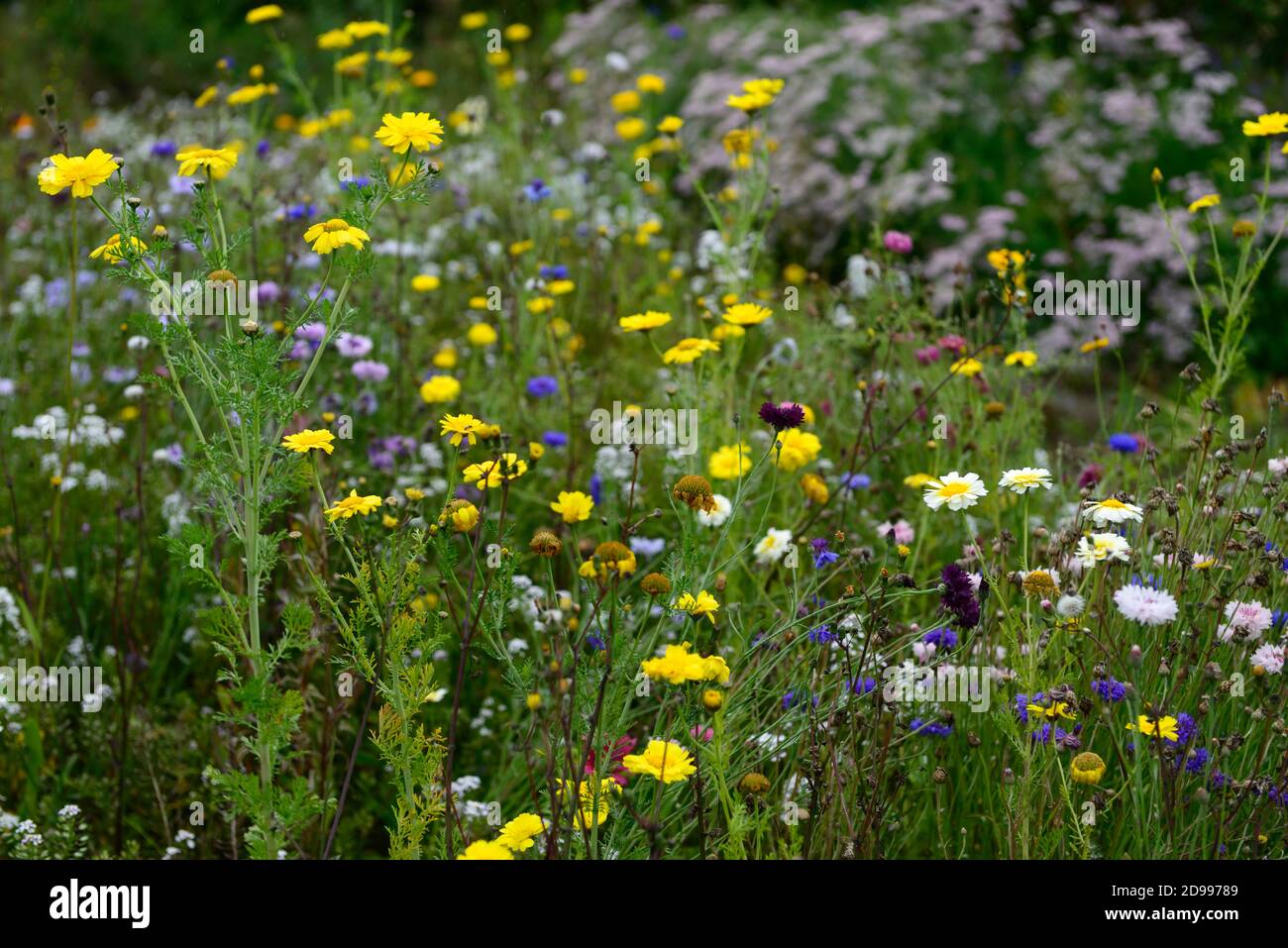 fleurs sauvages jaunes,mélange, mixte, combo,combinaison,cornflower,marguerite,pâquerettes,fleurs sauvages,prairie,fleurs sauvages,fleurs,fleurs,insectes,rm floral Banque D'Images