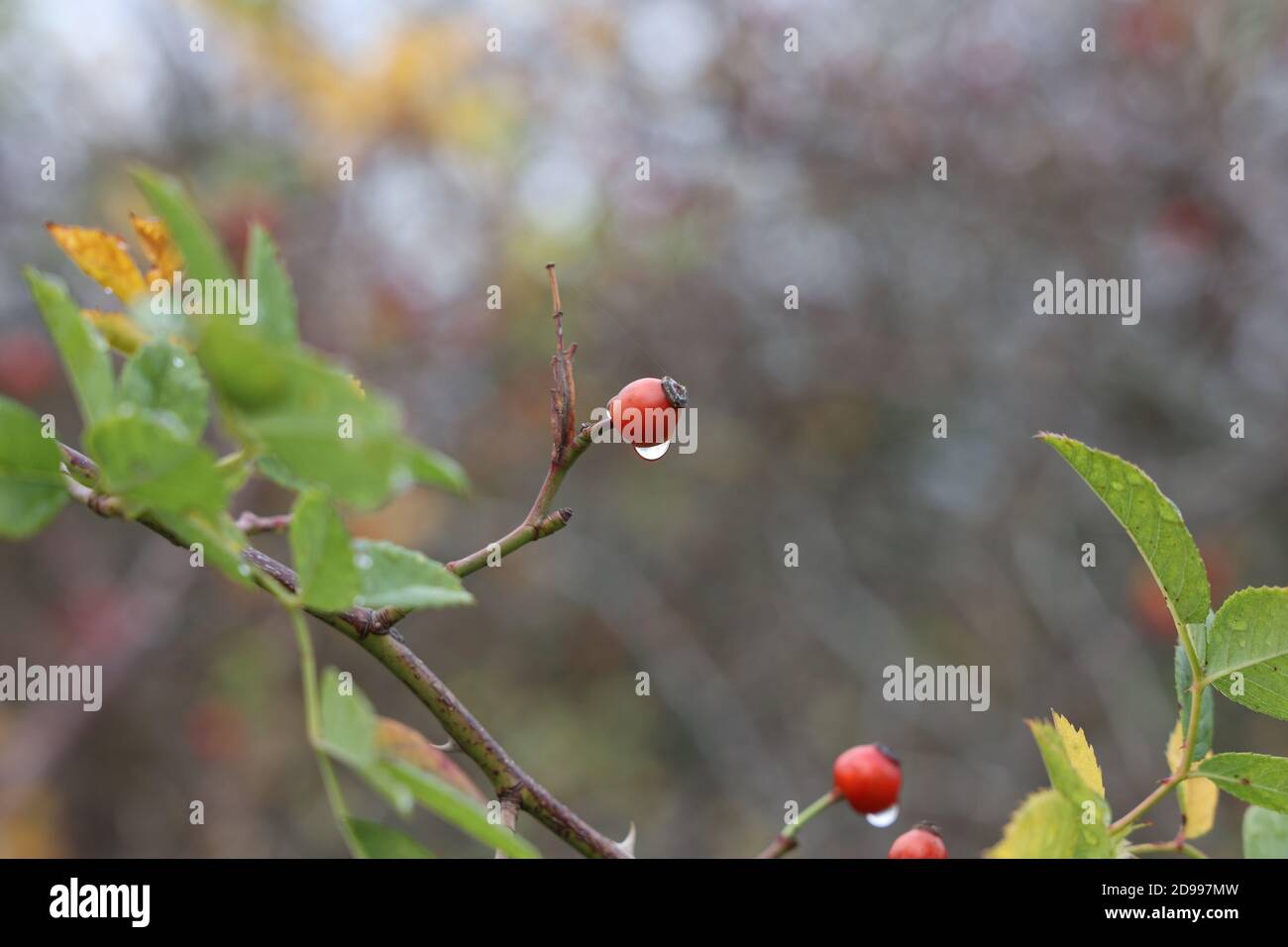 Gouttes de rosée sur les branches et les baies de rosehip Banque D'Images