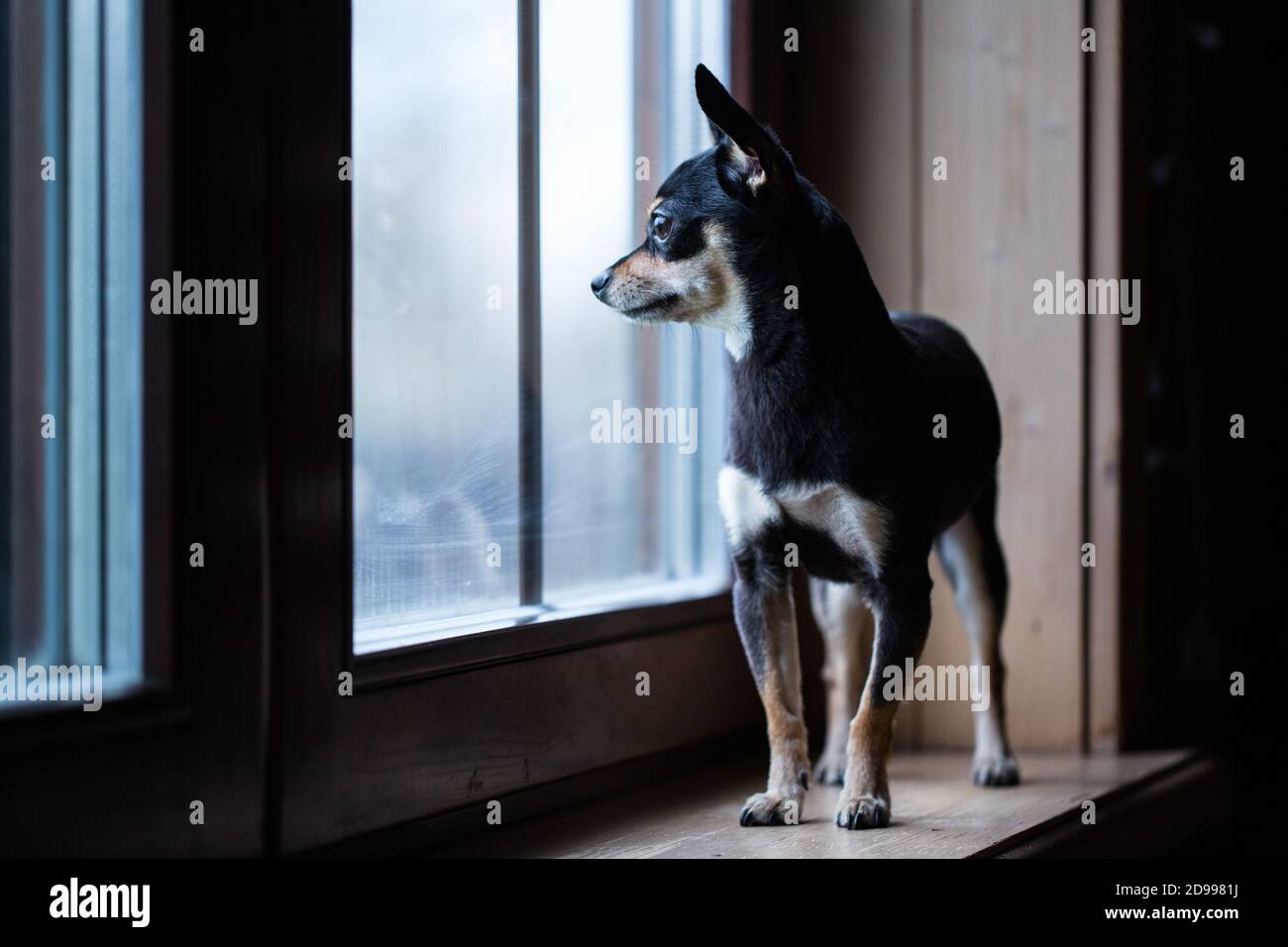 Terrier russe de jouets debout sur le rebord de la fenêtre et regardant par la fenêtre. Banque D'Images