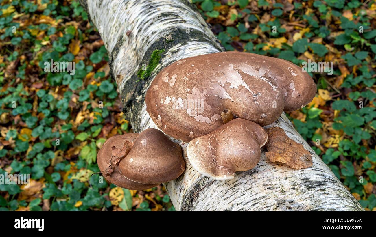 Champignons sur un bouleau tombé. (Fomitopsis betulina) Banque D'Images