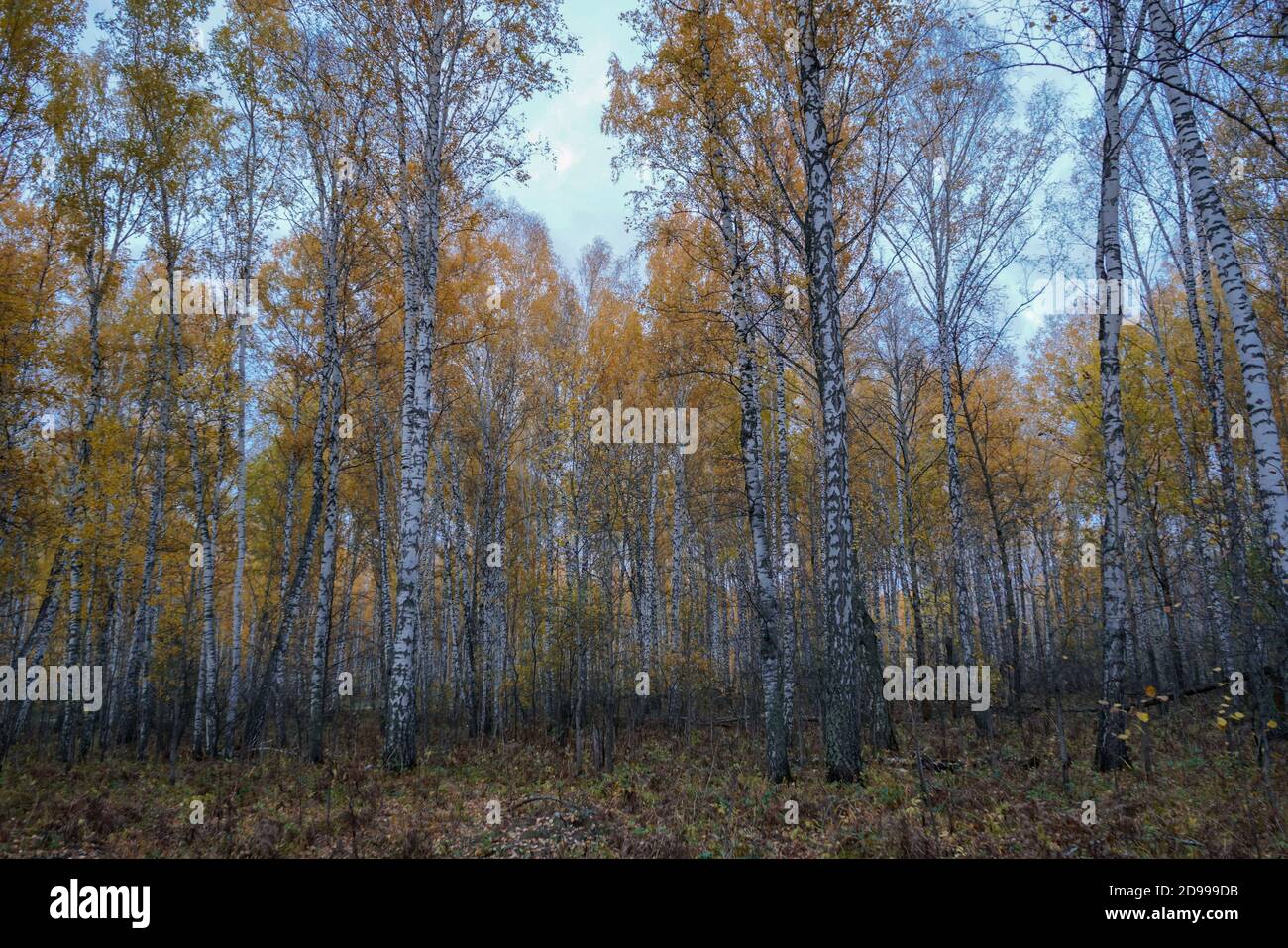 Automne forêt de bouleau et ciel bleu Banque D'Images