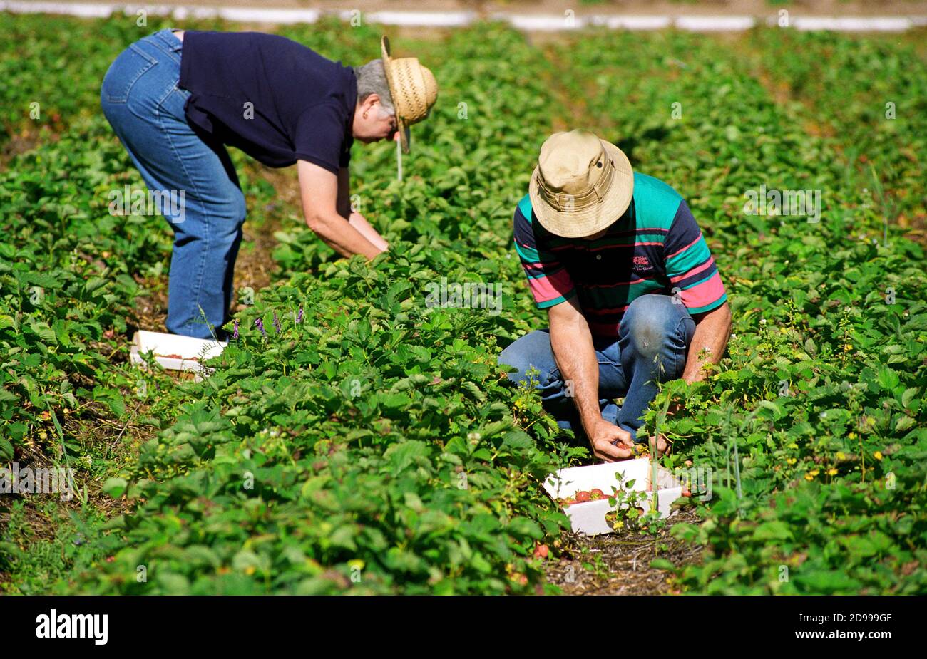 Les champs de fraises U-Pick sont un élément important de l'industrie de traverse City, Michigan Banque D'Images