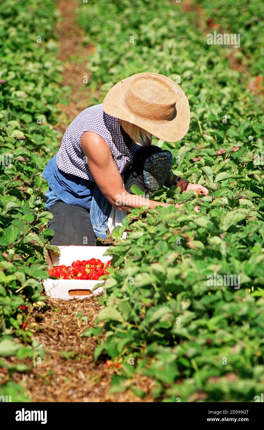 Les champs de fraises U-Pick sont un élément important de l'industrie de traverse City, Michigan Banque D'Images