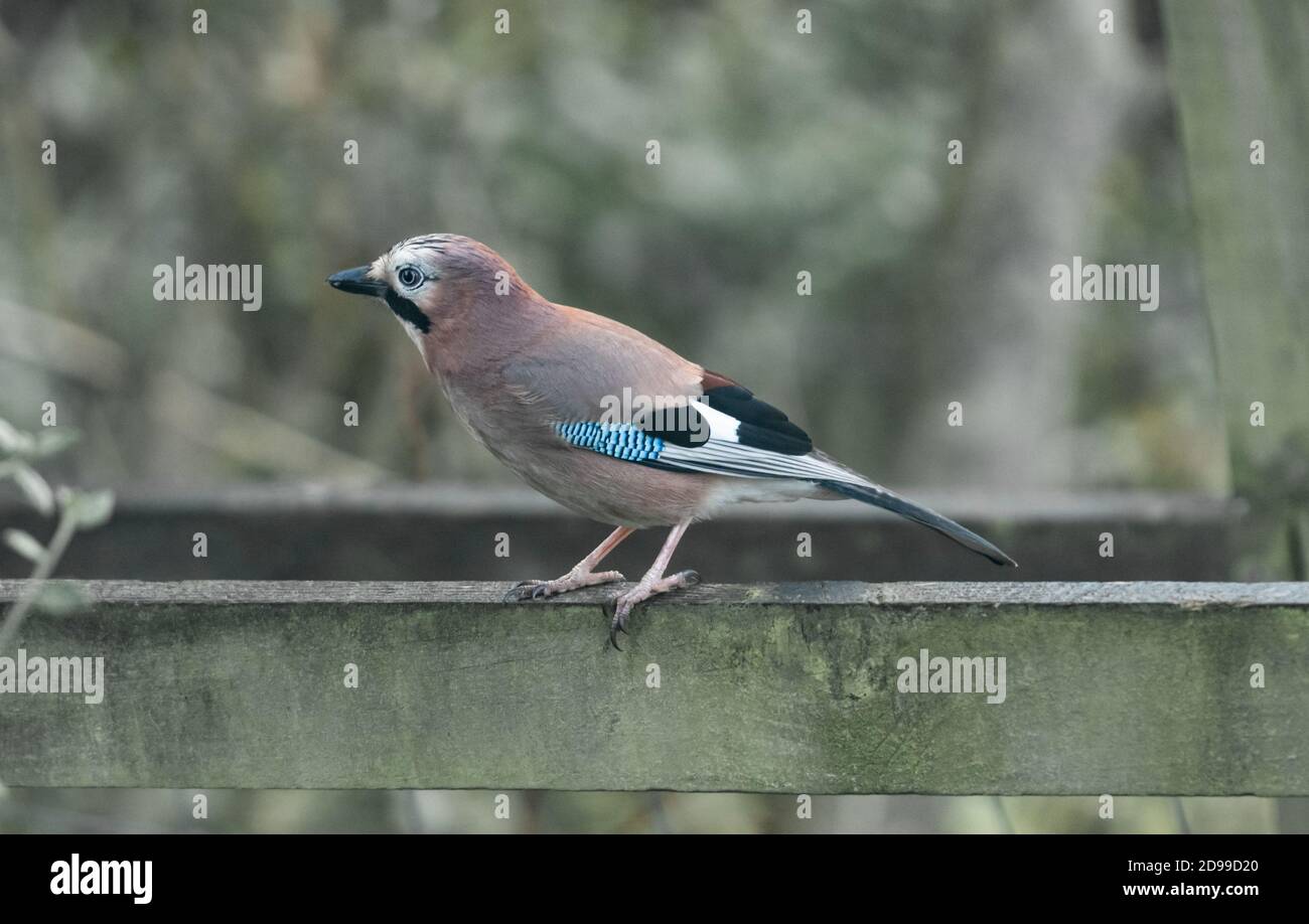 Un seul jay (Royaume-Uni) sur une clôture en bois. Banque D'Images