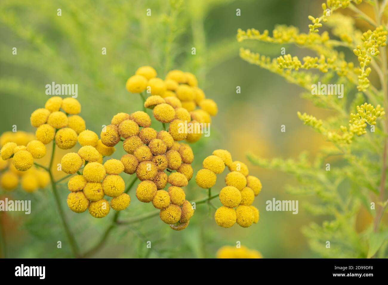 Tanacetum vulgare, tête de fleur de prairie jaune sauvage gros plan Banque D'Images