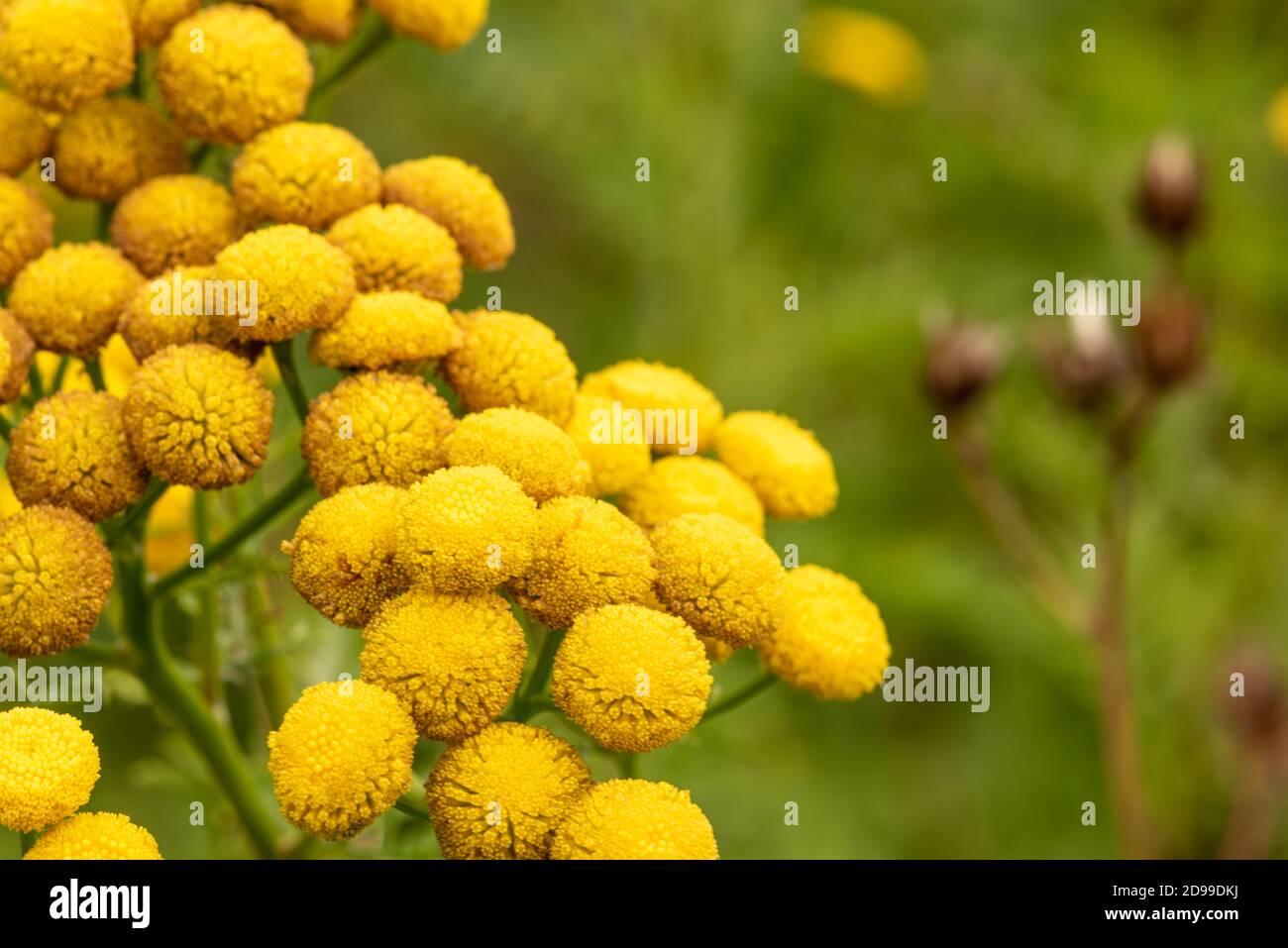 Tanacetum vulgare, tête de fleur de prairie jaune sauvage gros plan Banque D'Images