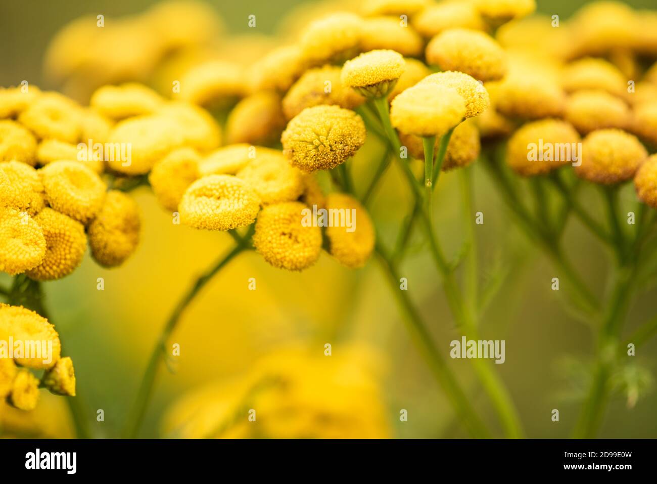 Prairie verte avec fleurs sauvages jaunes de tansy Banque D'Images