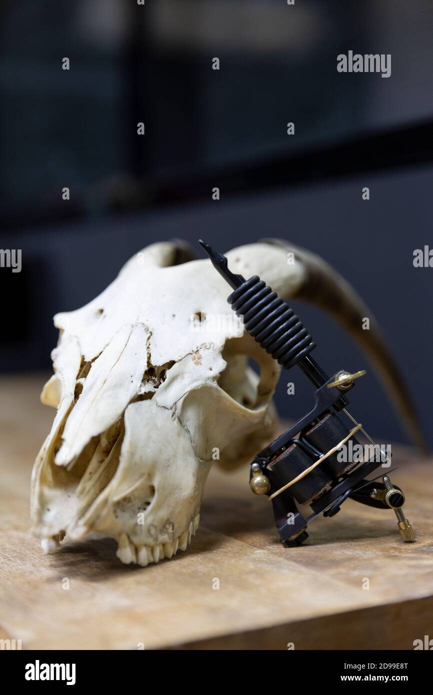 Gros plan du pistolet de tatouage reposant sur le crâne de chèvre dans le studio de tatouage. Espace pour le texte. Banque D'Images