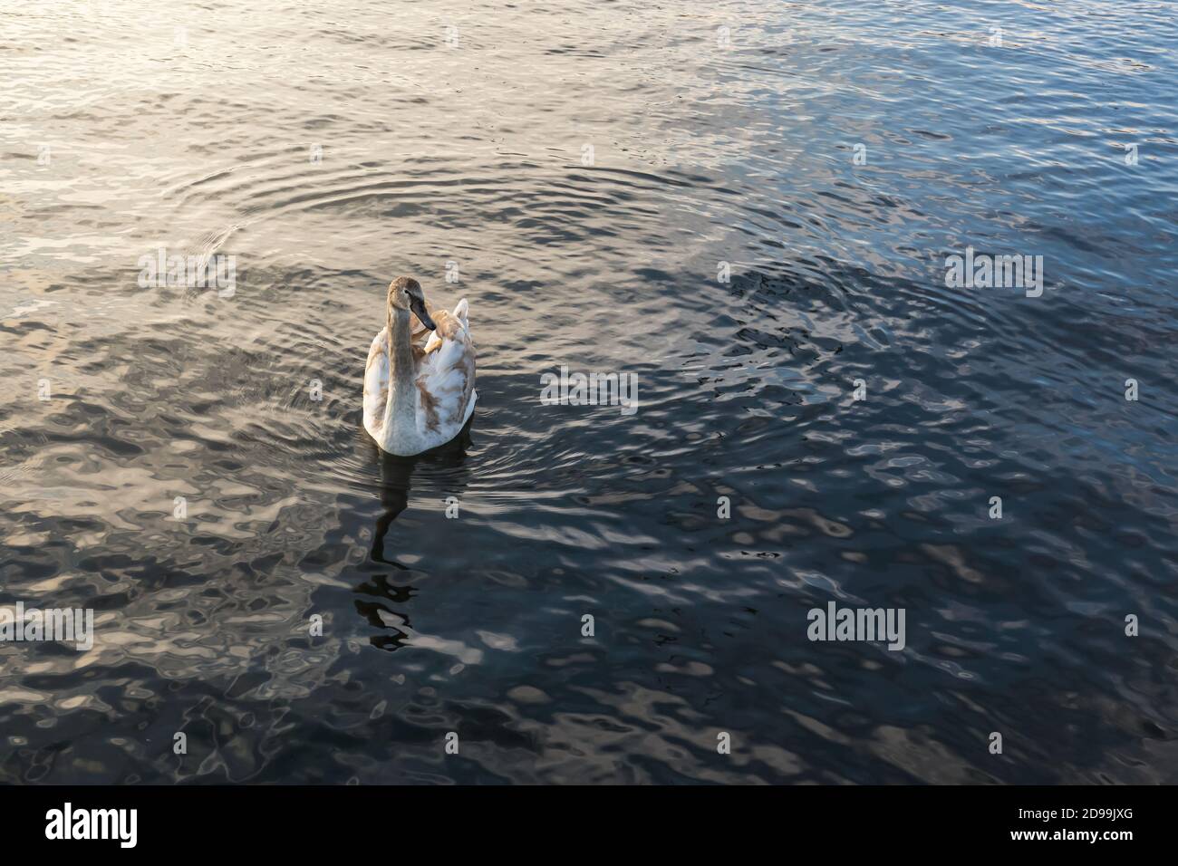 Jeune cygne sur un lac de Zurich au coucher du soleil. Copier l'espace pour le texte Banque D'Images