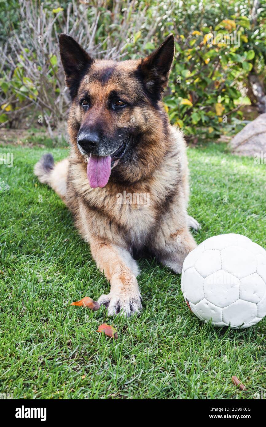 Morsure de chien berger allemand Banque de photographies et d’images à