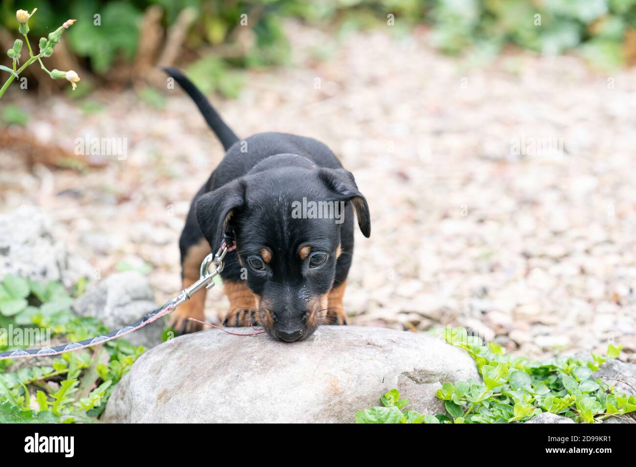 Jack russel Terrier chiot, marche pour la première fois sur une laisse avec  un collier Photo Stock - Alamy