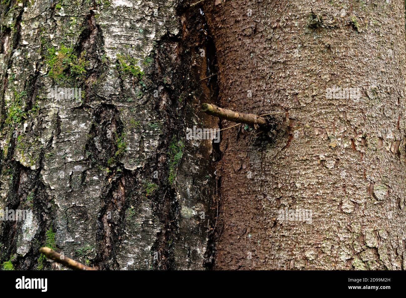 Arrière-plan avec deux arbres conjoints : le bouleau et l'épinette Banque D'Images
