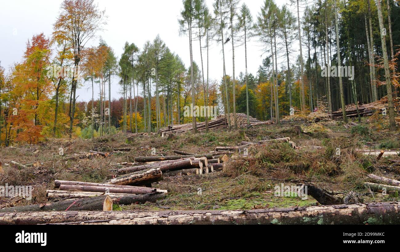 Les visages du changement climatique : des kilomètres de forêts ont été tués en raison de sécheresses, de chaleur et du coléoptère de l'écorce. Abattu des arbres quittant un champ de bataille Banque D'Images