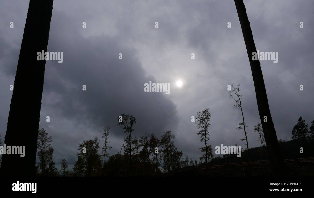 Une sombre atmosphère apocalyptique avec un soleil brumeux, des nuages et des arbres morts dans la forêt, où les arbres meurent en raison du changement climatique, du réchauffement climatique et des sécheresses Banque D'Images