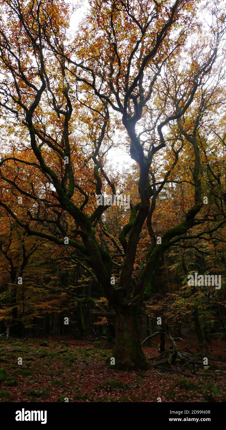 Chêne déformé au mur blanc celtique dans le Taunus en Allemagne avec des feuilles colorées en automne Banque D'Images