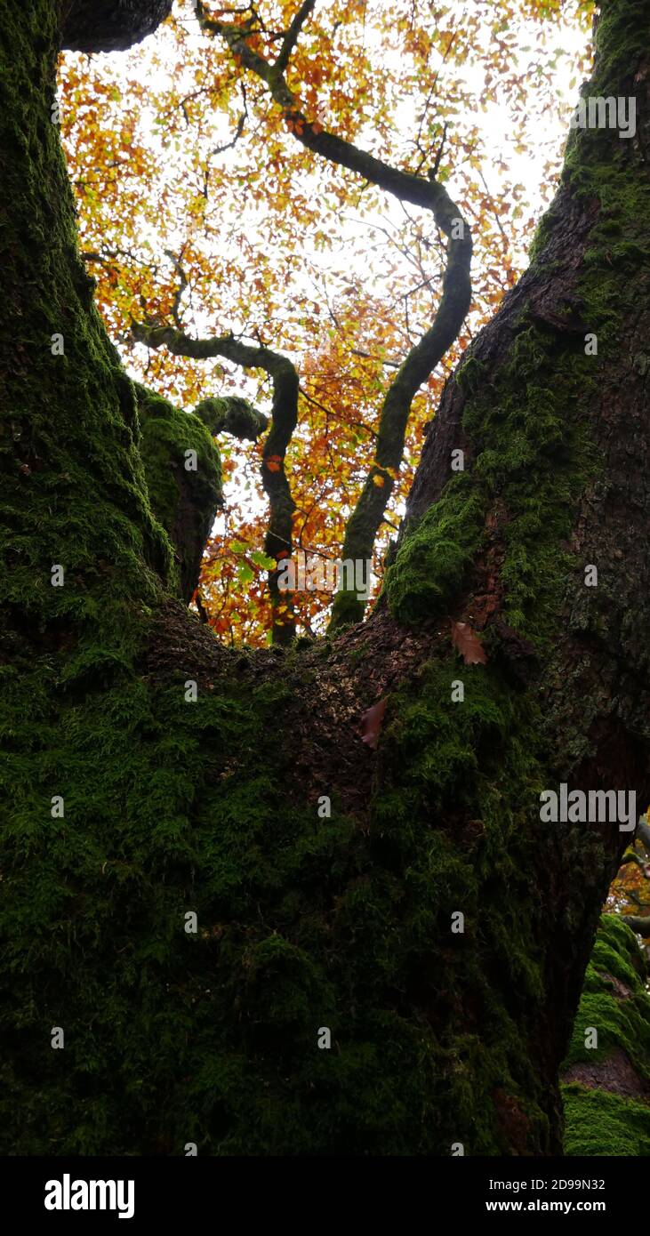 Vue à travers les branches d'un vieux chêne dans le Forêt de Taunus avec des feuilles colorées en automne Banque D'Images