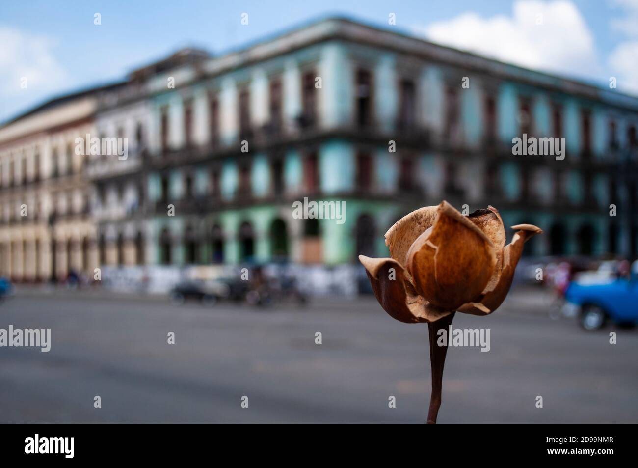Une fleur dans la rue d'une ville ancienne Banque D'Images