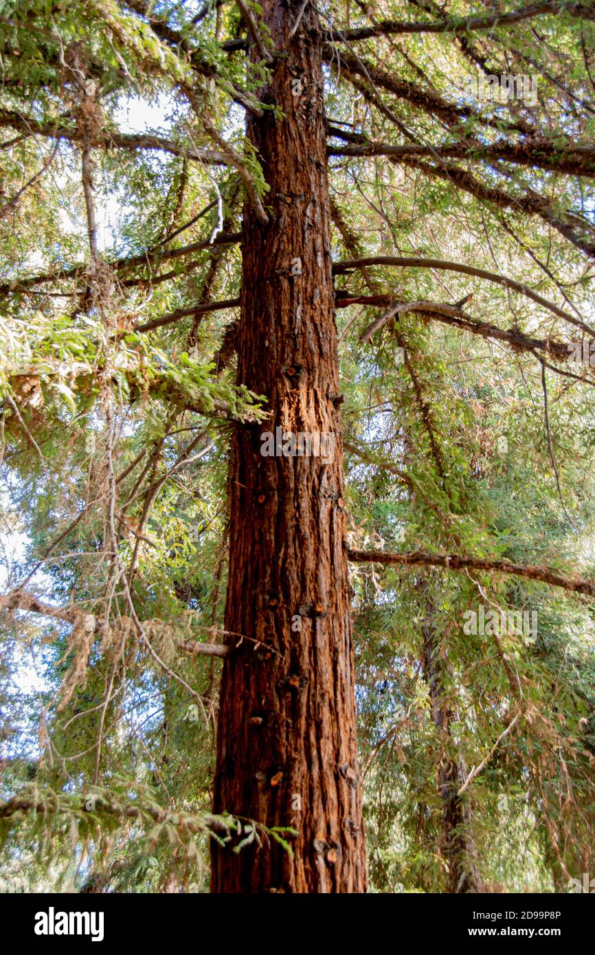 Les arbres et la faune de Sequoia qui composent la forêt de séquoias située dans le parc régional de Brea Canyon, Brea, Californie, États-Unis. Banque D'Images
