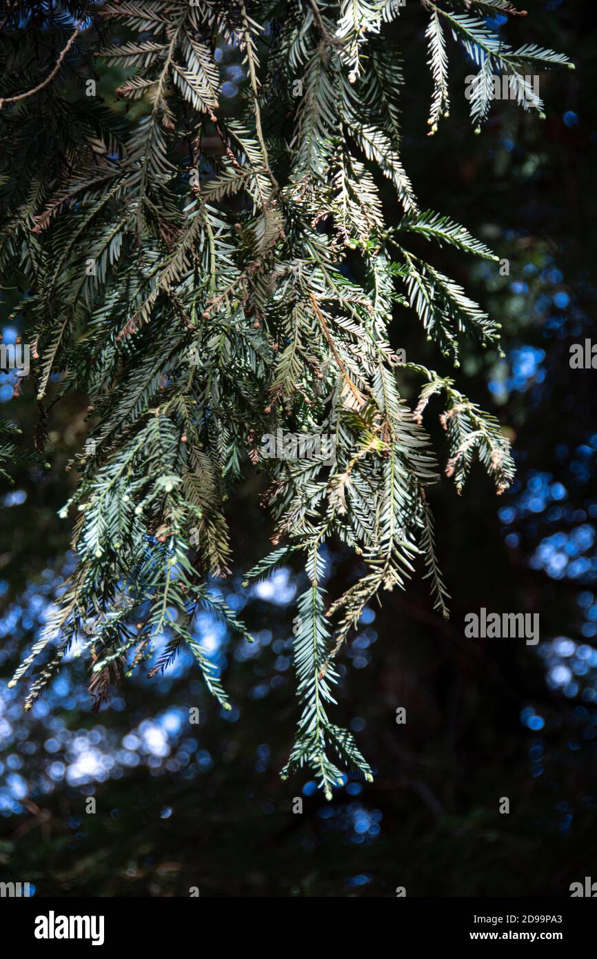 Les arbres et la faune de Sequoia qui composent la forêt de séquoias située dans le parc régional de Brea Canyon, Brea, Californie, États-Unis. Banque D'Images