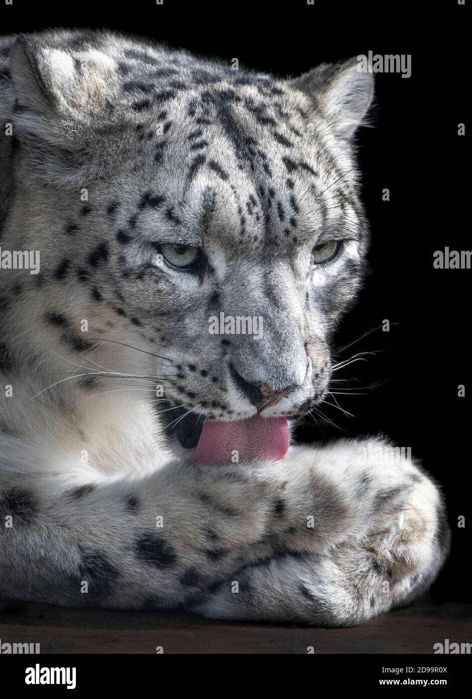 Femme adulte, léopard des neiges, lavant sa patte Banque D'Images