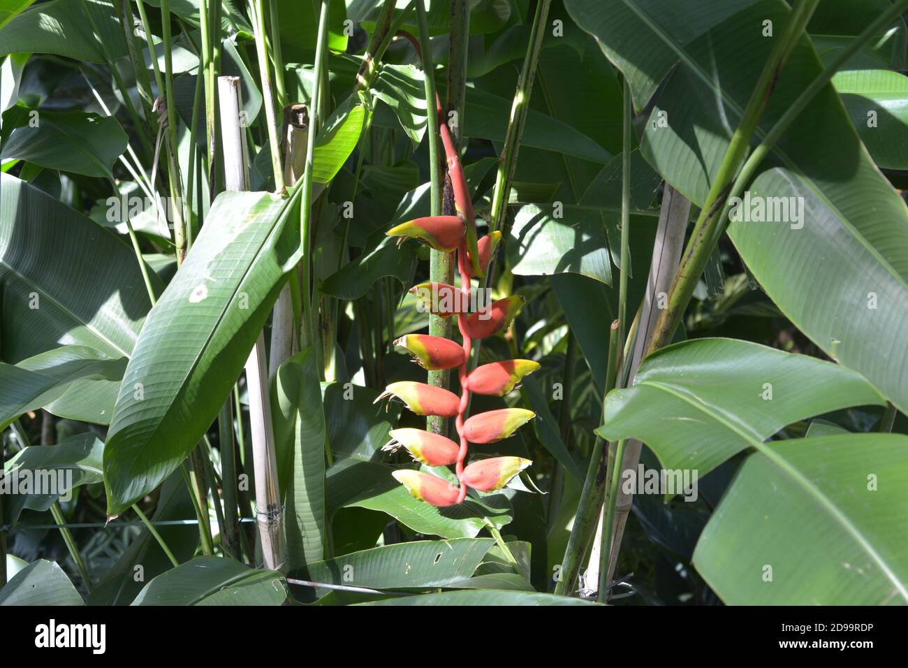 L'Heliconia rouge est suspendue dans le Bush dans l'après-midi ensoleillé Banque D'Images L'Heliconia rouge est suspendue dans le Bush dans l'après-midi ensoleillé Banque D'Images