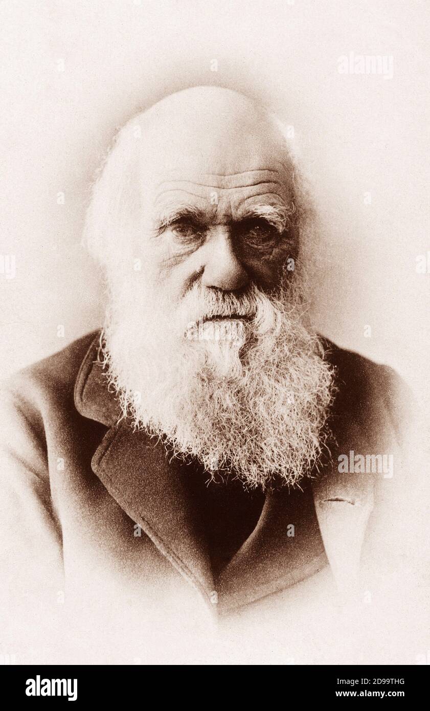 Le naturaliste anglais CHARLES Robert DARWIN ( 1809 - 1882 ) - NATURALISTA - SCIENZIATO - SCIENTIFIQUE - EVOLUZIONISMO - ÉVOLUTIONISME - Teoria Evoluzionista - barba - barbe - portrait - ritratto - uomo anziano vecchio - homme âgé ---- Archivio GBB Banque D'Images