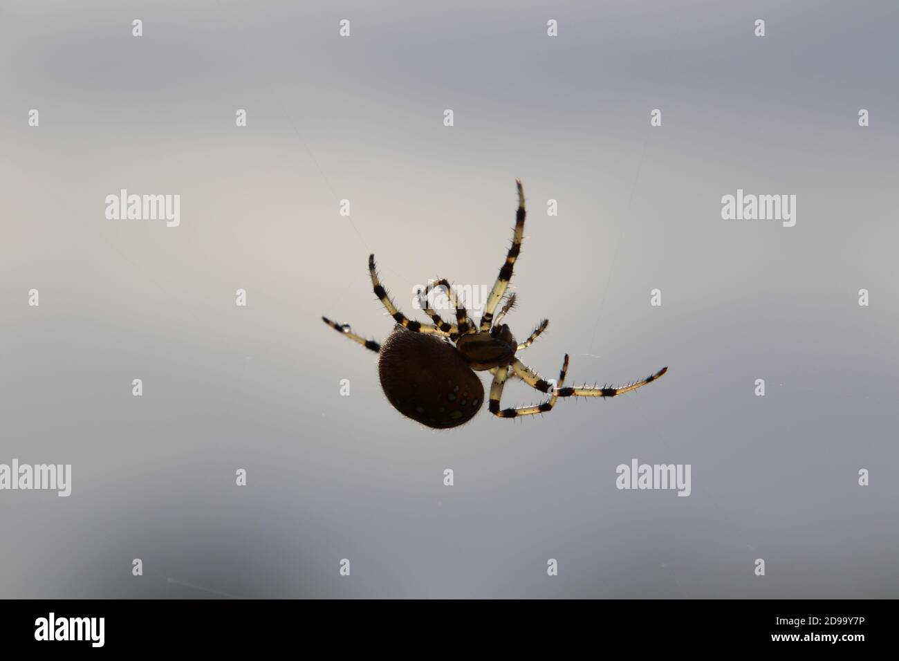 Silhouette d'une grande araignée de tisserand tournant un web Banque D'Images