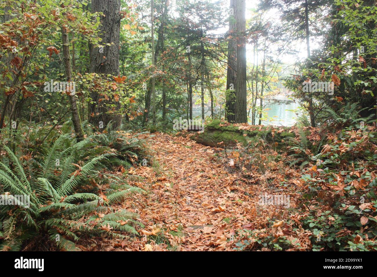 Parc provincial de Rockle, sur l'île Saltspring (Colombie-Britannique) Banque D'Images