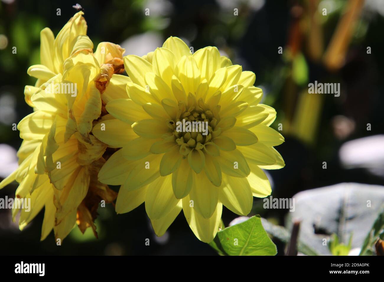 Un gros plan de deux fleurs jaunes le premier point mort dans le cadre orienté vers l'extérieur. La seconde est orientée vers le côté. Les deux fleurs sont en bain Banque D'Images