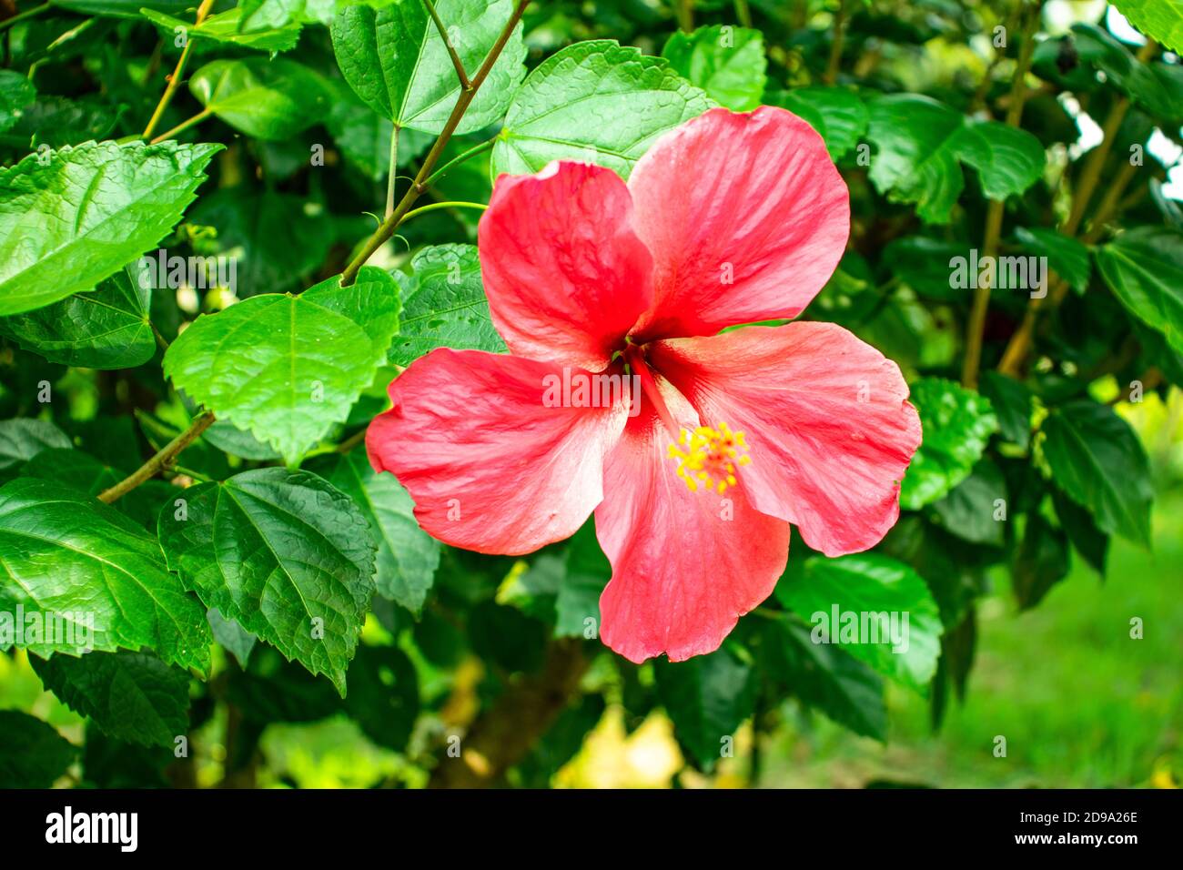 Fleur de joba ou fleur d'hibiscus hawaïen rose (rose de chine) Banque D'Images