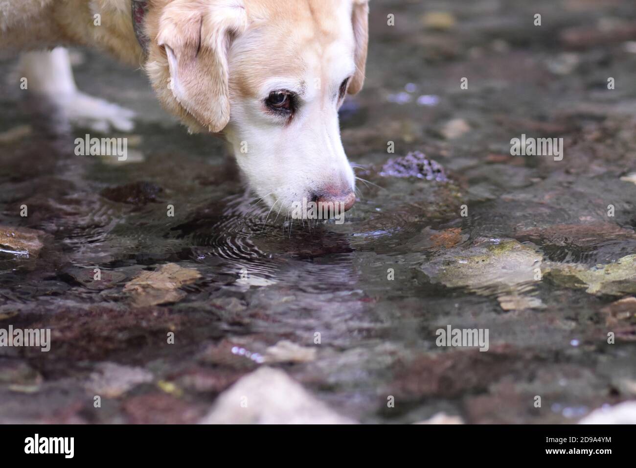 Portrait de l'adorable chien drôle Labrador Retriever qui boit de la rivière Banque D'Images
