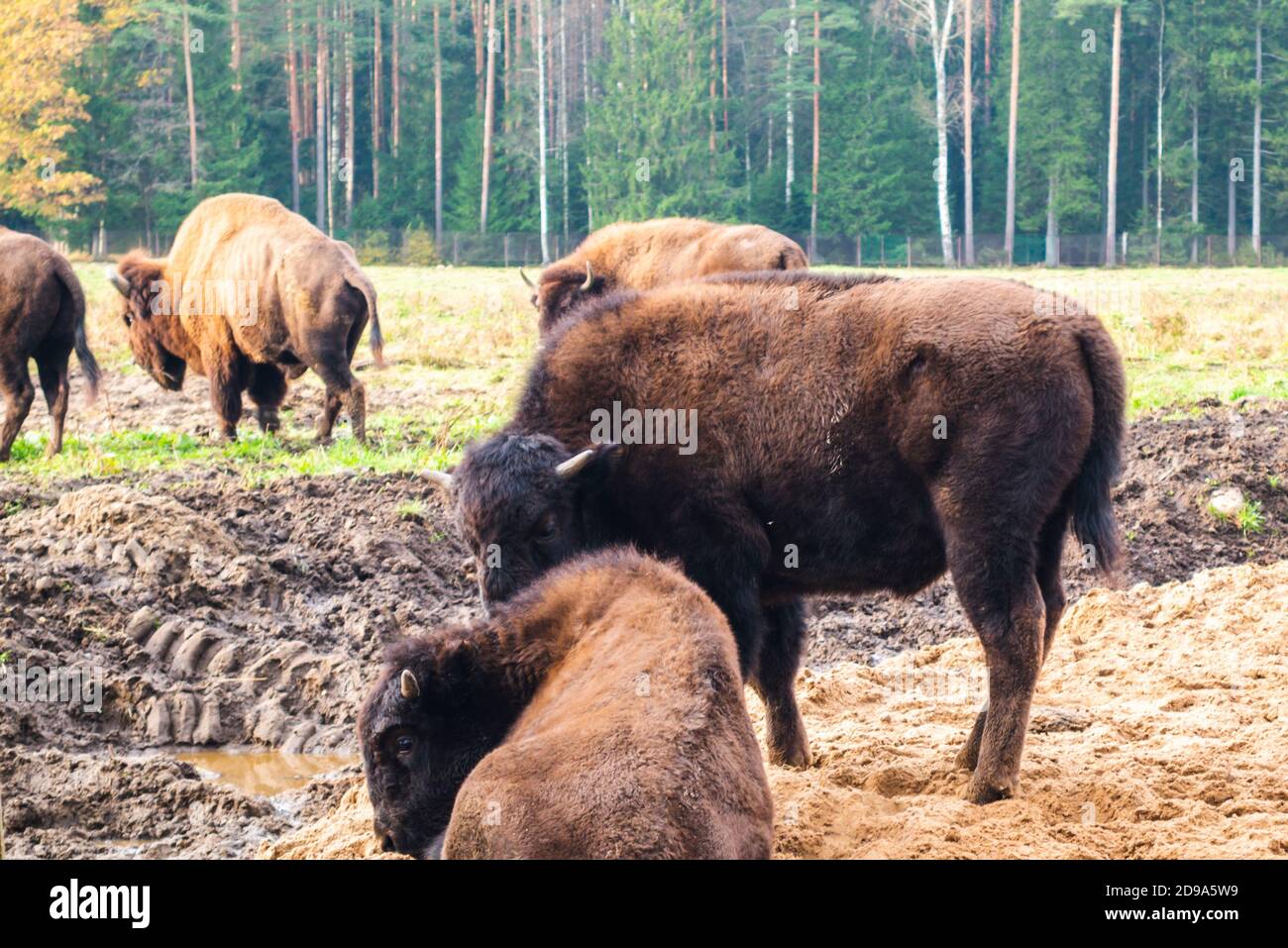 Famille de bisons herbivores dans leur habitat. Banque D'Images