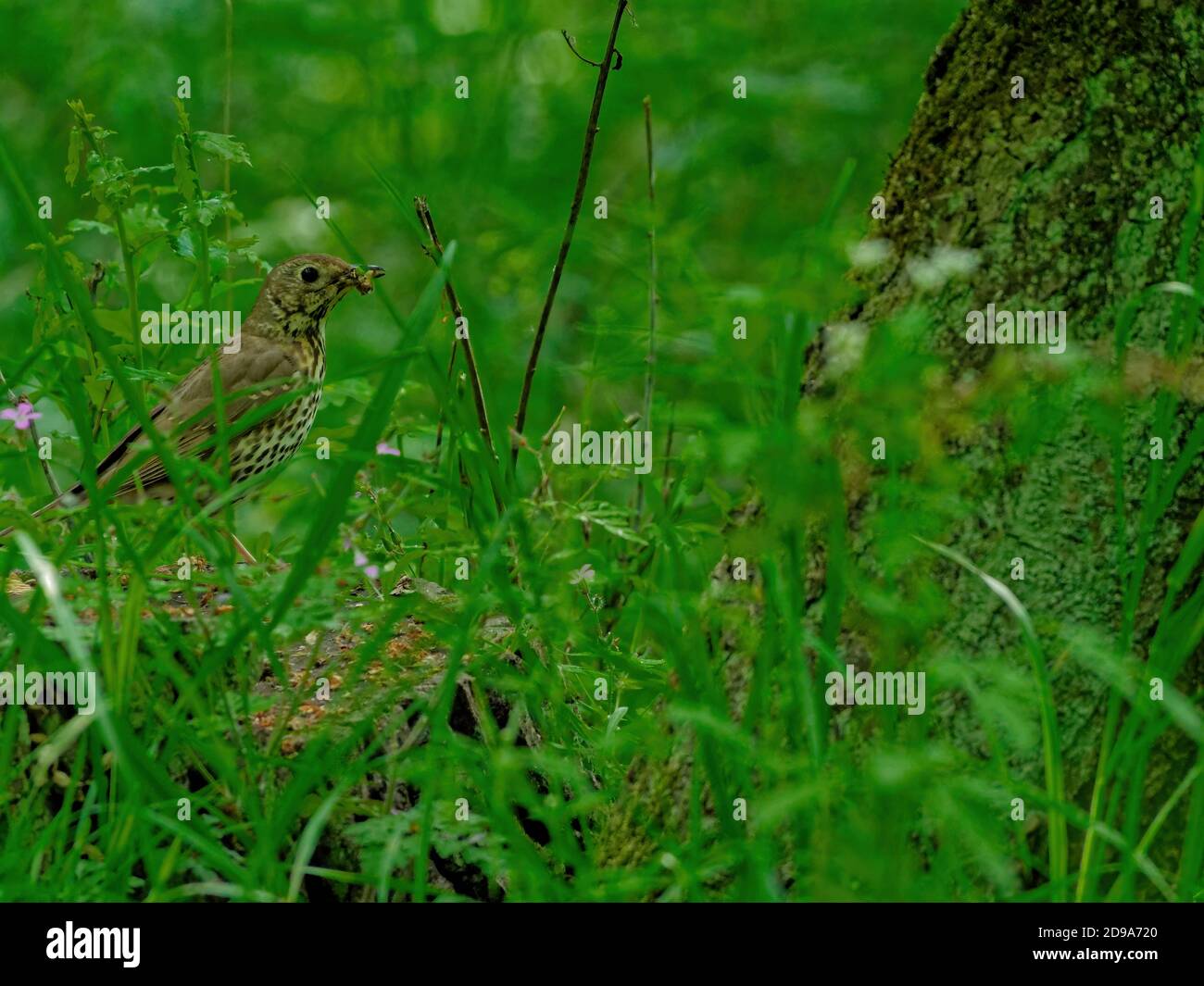 Gros plan d'un petit moineau assis sur les racines de l'arbre recouvert d'herbe verte Banque D'Images