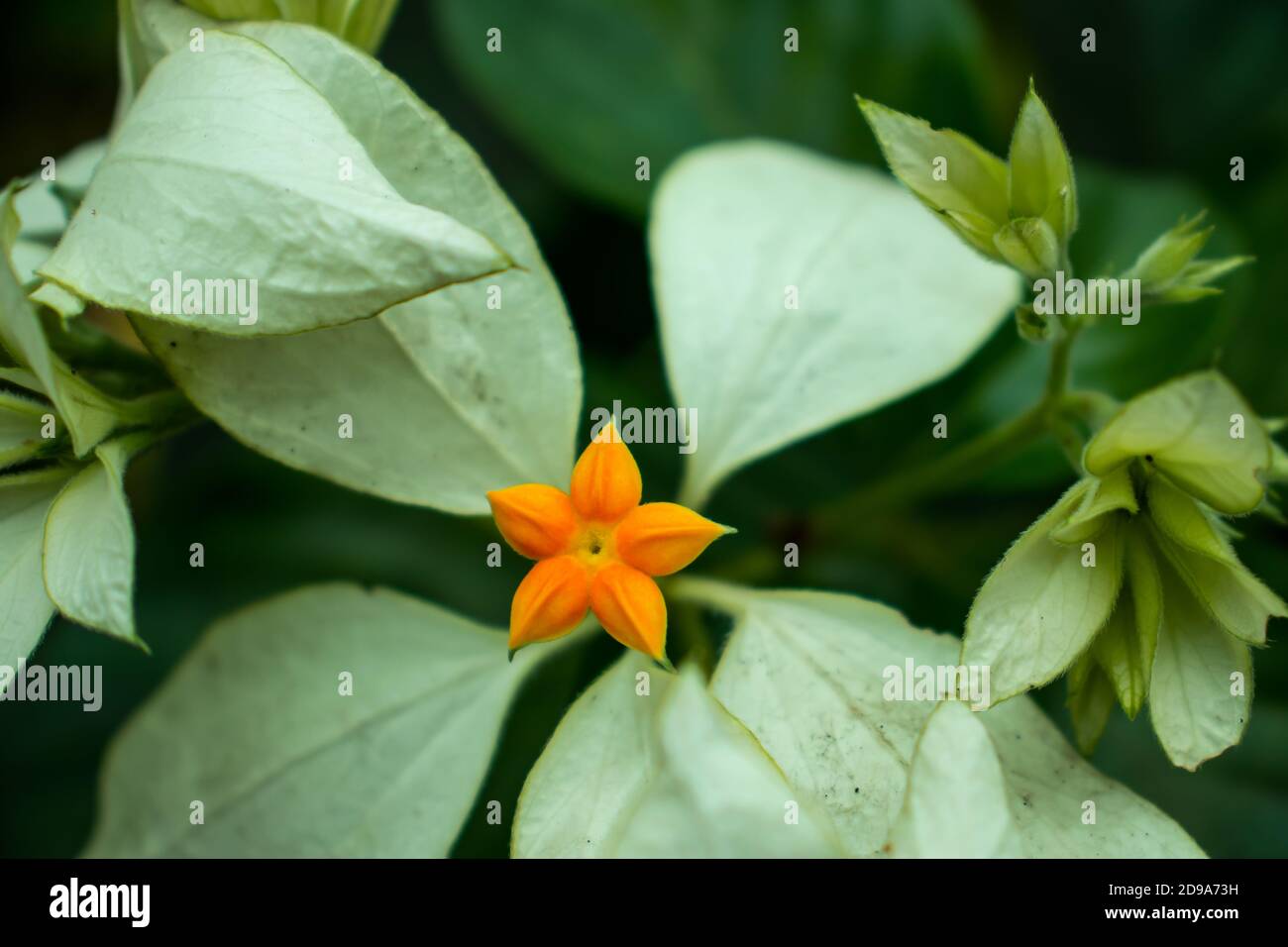 La fleur blanche et orange de Lily ou de Liliaceae ou de lilium Photo Stock  - Alamy