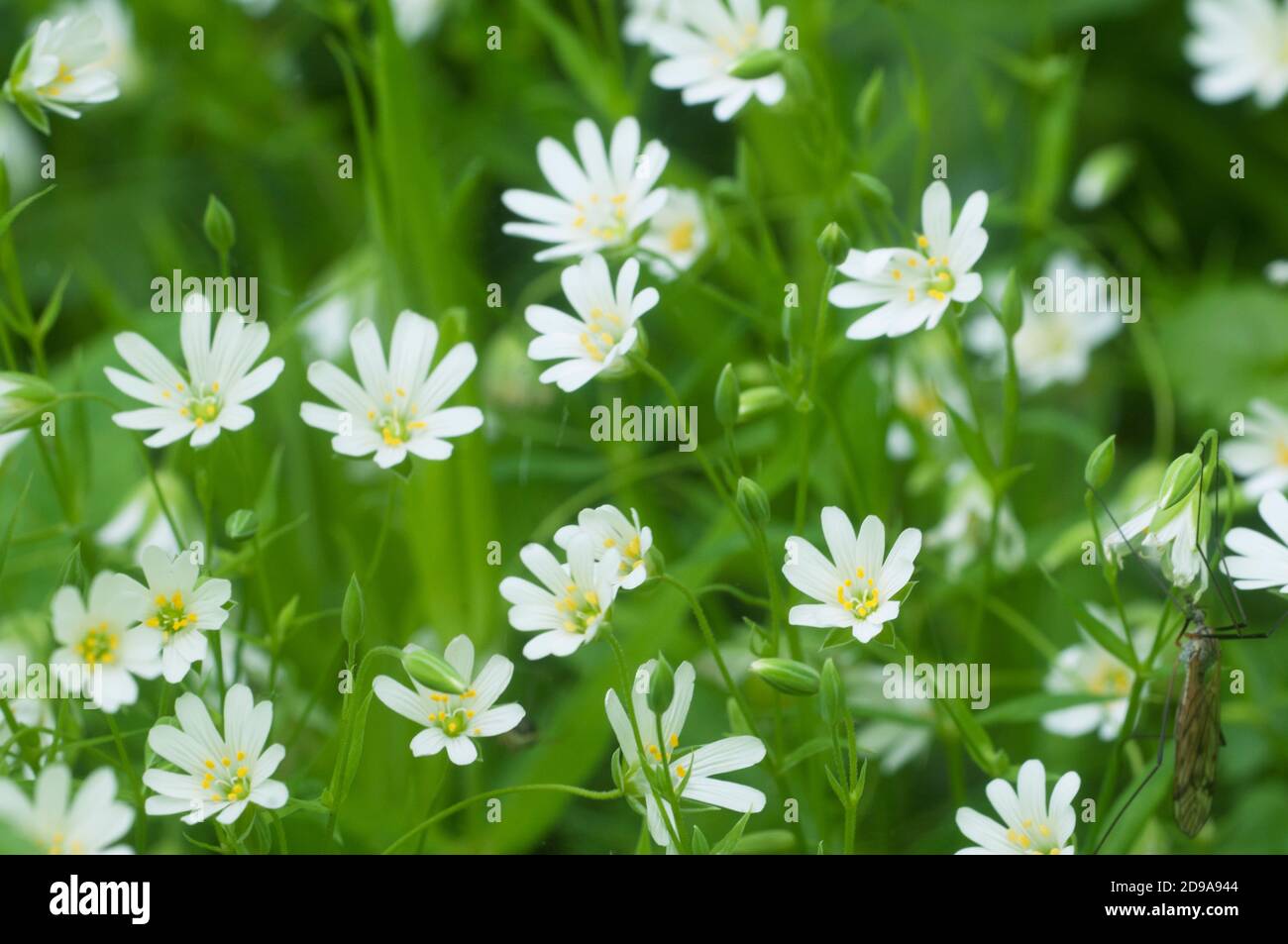 Fleurs de printemps et feuilles de Stellaria holostea comme arrière-plan Banque D'Images