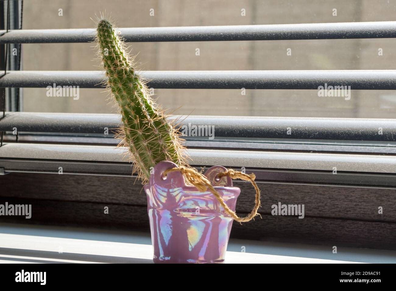 Mini cactus moelleux dans un vase décoratif rose debout dans la lumière du soleil de la fenêtre derrière les stores à travers lequel peut voir la structure en béton. Banque D'Images