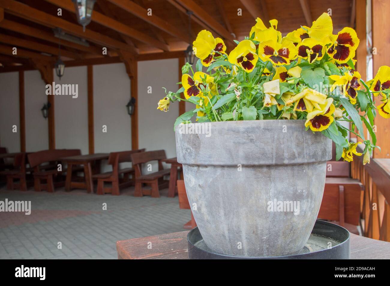 Fleurs tricolores jaune-marron sur des dais en vase de pierre grise sur fond de l'intérieur en bois éloigné du café d'été avec tables, bancs Banque D'Images