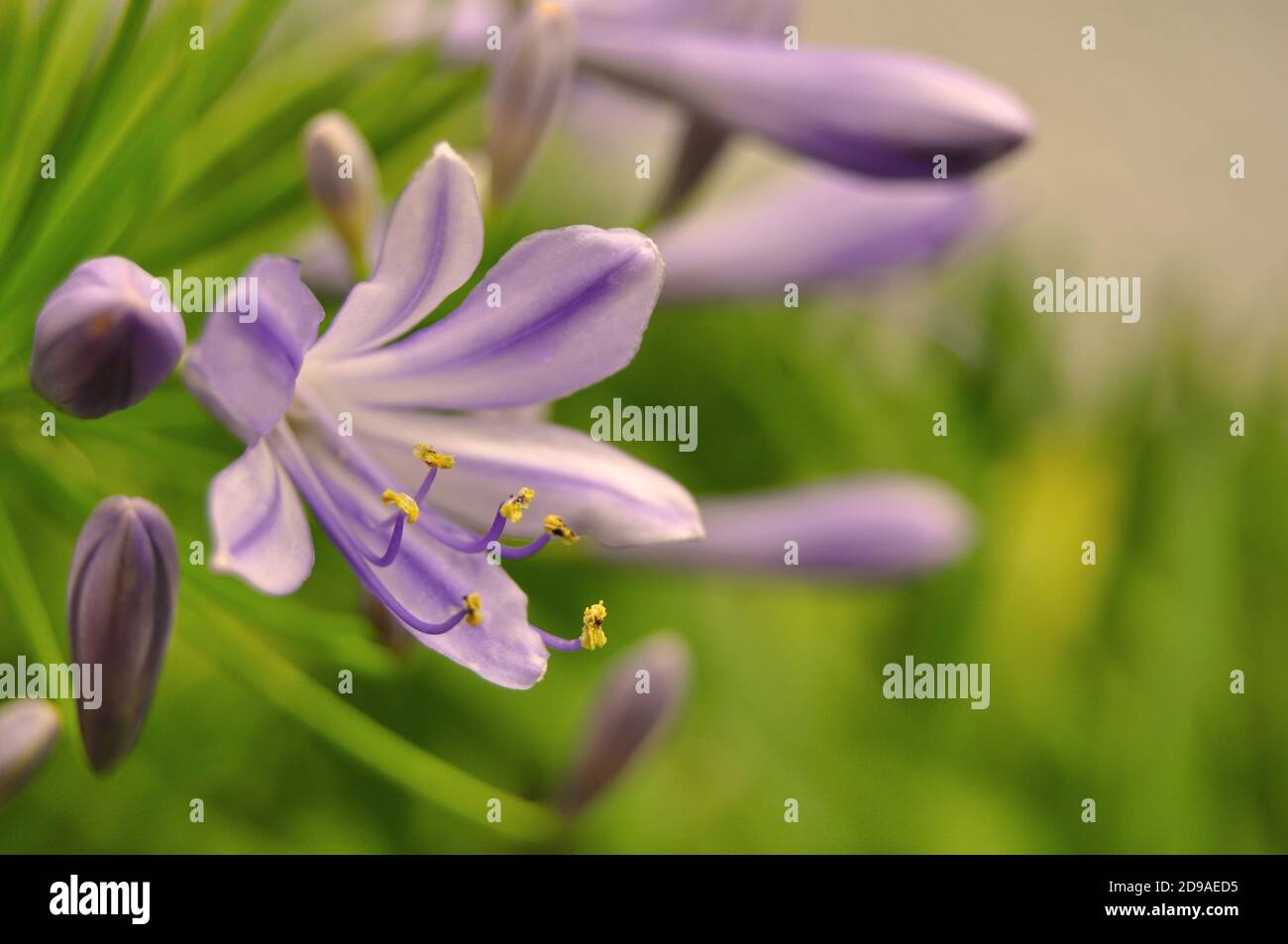 Belles fleurs d'Agapanthus, Lily du Nil ou Lily africaine, Agapanthus Africanus Banque D'Images