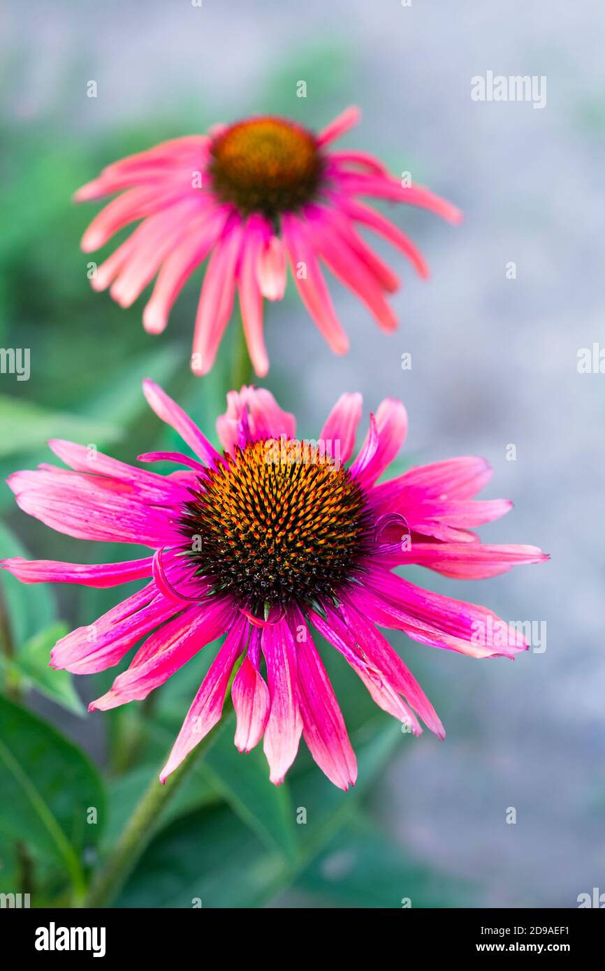 Fleurs de cône d'échinacée pourpre sur fond vert flou Banque D'Images