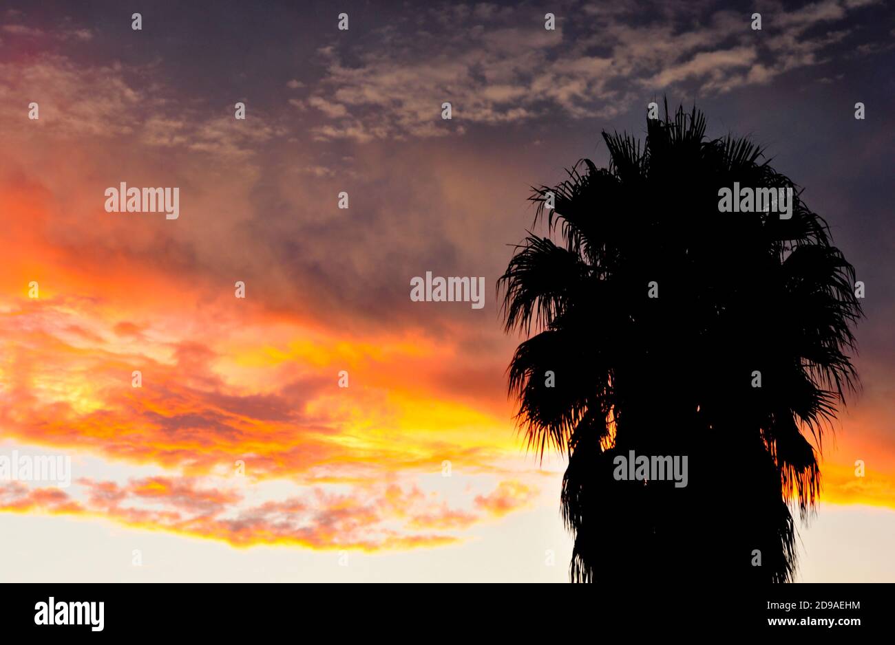 Silhouette de palmier contre le ciel coloré au coucher du soleil Banque D'Images Silhouette de palmier contre le ciel coloré au coucher du soleil Banque D'Images