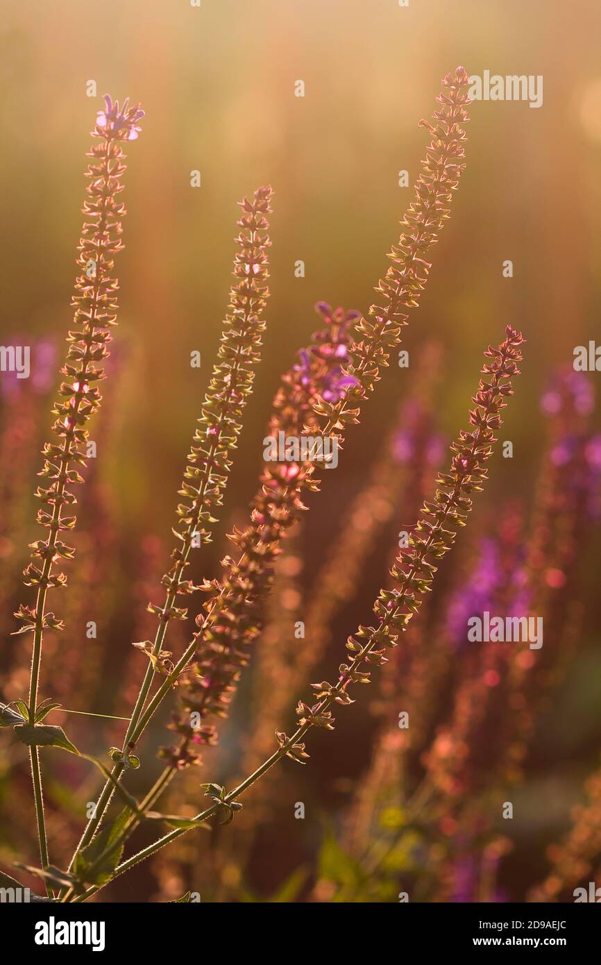 Sauge bleue et pourpre dans lumière dorée vif de coucher de soleil d'été Banque D'Images